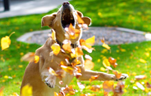 A crazy dog playing in the leaves