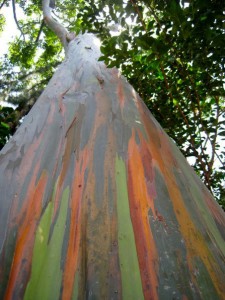 Colourful Tree in Hawaii